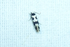 Neurothaumasia ankerella