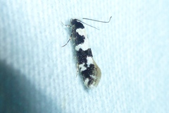 Neurothaumasia ankerella