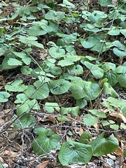 Asarum caudatum