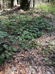 Asarum caudatum