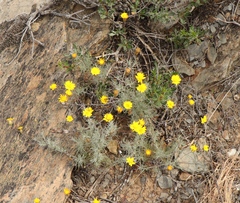 Leysera gnaphalodes