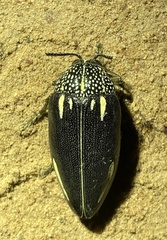 Sternocera interrupta