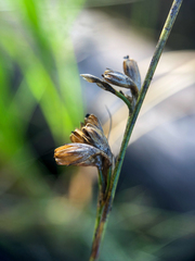 Juncus