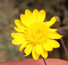 Leysera gnaphalodes