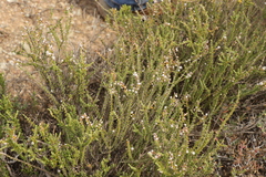Eriocephalus ericoides
