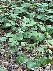 Asarum caudatum