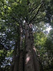 Carpinus betulus