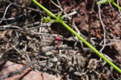 Boerhavia gracillima