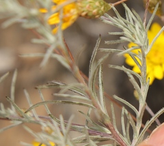 Leysera gnaphalodes
