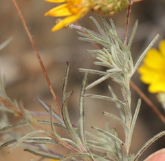 Leysera gnaphalodes