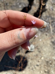 Lessingia micradenia