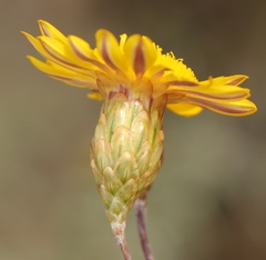 Leysera gnaphalodes