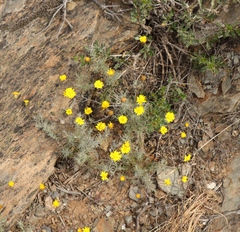 Leysera gnaphalodes
