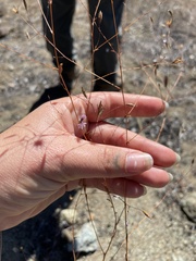 Lessingia micradenia
