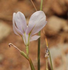 Moraea polyanthos