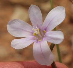 Moraea polyanthos