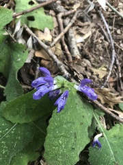 Salvia forskaehlei