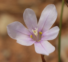 Moraea polyanthos