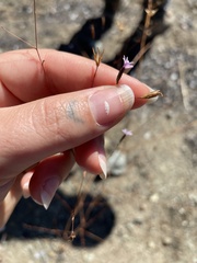 Lessingia micradenia