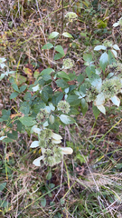 Pycnanthemum albescens