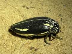 Sternocera interrupta