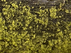 Candelariaceae