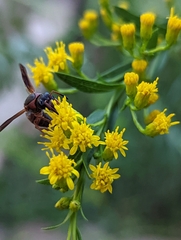 Pachodynerus erynnis