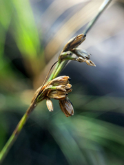 Juncus
