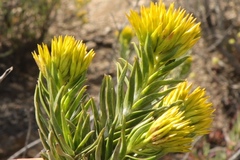 Pteronia fasciculata