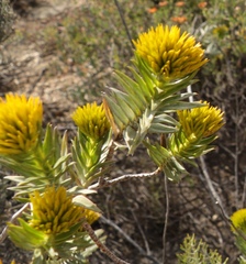Pteronia fasciculata