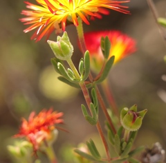 Drosanthemum bicolor