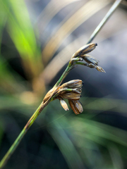 Juncus