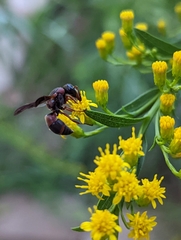 Pachodynerus erynnis
