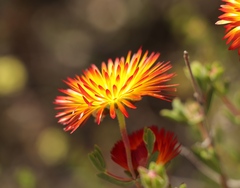 Drosanthemum bicolor