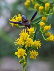 Pachodynerus erynnis