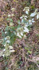 Pycnanthemum albescens