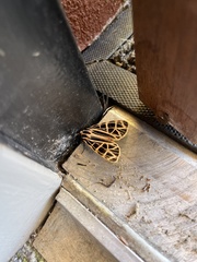 Apantesis parthenice