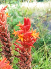 Dichromanthus cinnabarinus