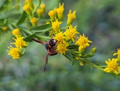 Pachodynerus erynnis