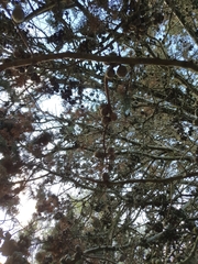 Cupressus lusitanica