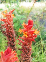 Dichromanthus cinnabarinus