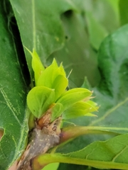 Andricus quercusfrondosus