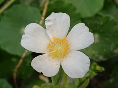 Portulaca umbraticola