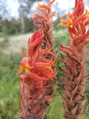 Dichromanthus cinnabarinus