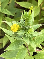 Procecidochares atra