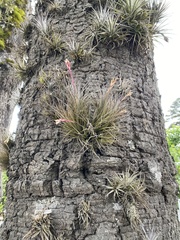 Tillandsia tenuifolia