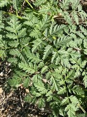 Chaerophyllum procumbens