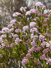 Agathosma ciliaris