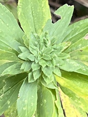 Procecidochares atra