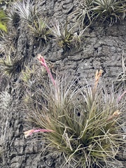 Tillandsia tenuifolia